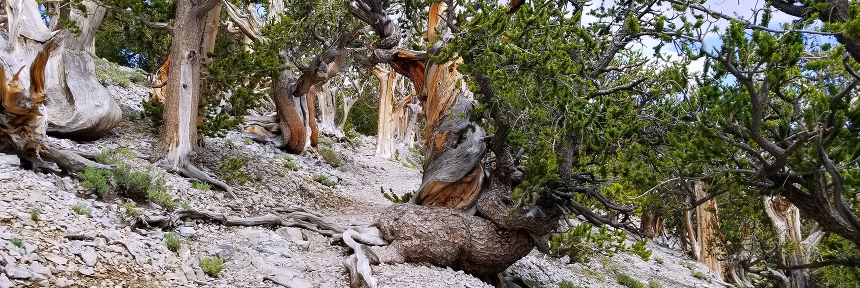 Bristlecone Pine Sculptures on North Loop Trail Near High Point Before Descent to Trailhead. | Grand Circuit Loop Cougar Ridge Trail, Mummy Mountain Knees | Mummy Mountain Toe | Mummy Springs | Raintree | Fletcher Peak | Mt Charleston Wilderness | Spring Mountains, Nevada