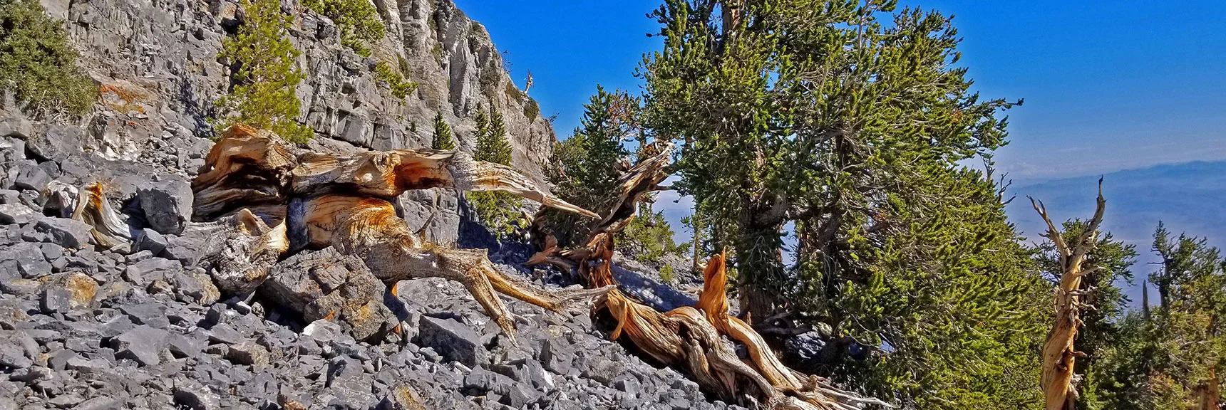 Looking back toward the Mummy Mt. Summit Cliffs from Mummy's Knees. More Bristlecone Pine Sculptures. | Grand Circuit Loop Cougar Ridge Trail, Mummy Mountain Knees | Mummy Mountain Toe | Mummy Springs | Raintree | Fletcher Peak | Mt Charleston Wilderness | Spring Mountains, Nevada