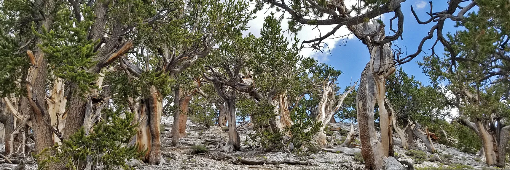 Passing Through Bristlecone Pine Forests at the Base of Fletcher Peak Summit Approach. | Grand Circuit Loop Cougar Ridge Trail, Mummy Mountain Knees | Mummy Mountain Toe | Mummy Springs | Raintree | Fletcher Peak | Mt Charleston Wilderness | Spring Mountains, Nevada