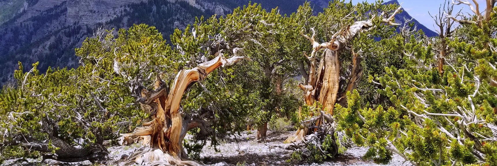 Bristlecone Pine Sculptures on Fletcher Peak Summit. Deer Often Appear Here (Sunrise & Sunset) | Grand Circuit Loop Cougar Ridge Trail, Mummy Mountain Knees | Mummy Mountain Toe | Mummy Springs | Raintree | Fletcher Peak | Mt Charleston Wilderness | Spring Mountains, Nevada