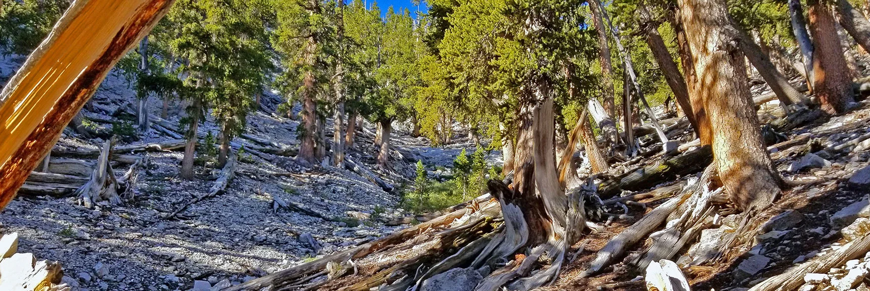 Continuing Up Cougar Ridge Above Mummy Springs. Deer Creek Wash Always to Left. | Grand Circuit Loop Cougar Ridge Trail, Mummy Mountain Knees | Mummy Mountain Toe | Mummy Springs | Raintree | Fletcher Peak | Mt Charleston Wilderness | Spring Mountains, Nevada