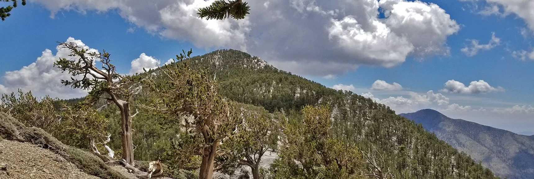 First Full View of Fletcher Peak from Fletcher Peak Trail. Quick 1hr Out-And-Back. | Grand Circuit Loop Cougar Ridge Trail, Mummy Mountain Knees | Mummy Mountain Toe | Mummy Springs | Raintree | Fletcher Peak | Mt Charleston Wilderness | Spring Mountains, Nevada
