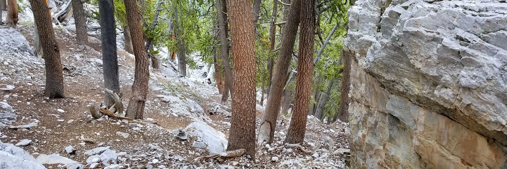 Arrival and Passage Again Through the Class 3 Ledge Scramble Section. | Grand Circuit Loop Cougar Ridge Trail, Mummy Mountain Knees | Mummy Mountain Toe | Mummy Springs | Raintree | Fletcher Peak | Mt Charleston Wilderness | Spring Mountains, Nevada