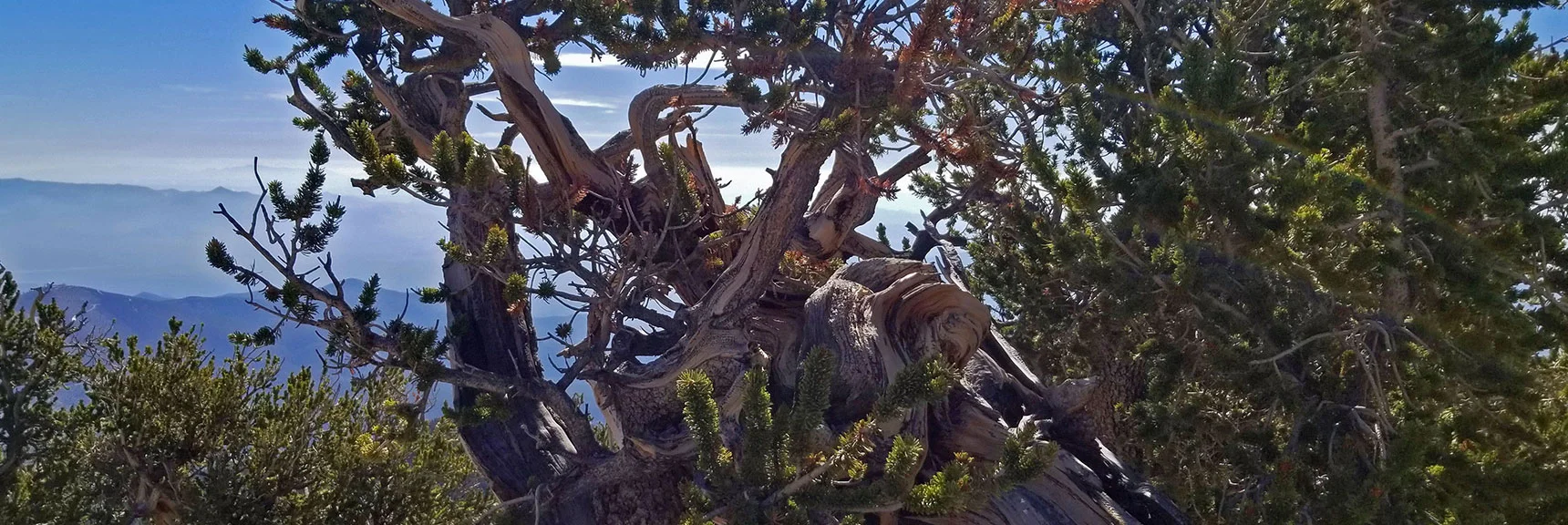 Bristlecone Pine Sculptures Twisted into Impossible Shapes. | Grand Circuit Loop Cougar Ridge Trail, Mummy Mountain Knees | Mummy Mountain Toe | Mummy Springs | Raintree | Fletcher Peak | Mt Charleston Wilderness | Spring Mountains, Nevada