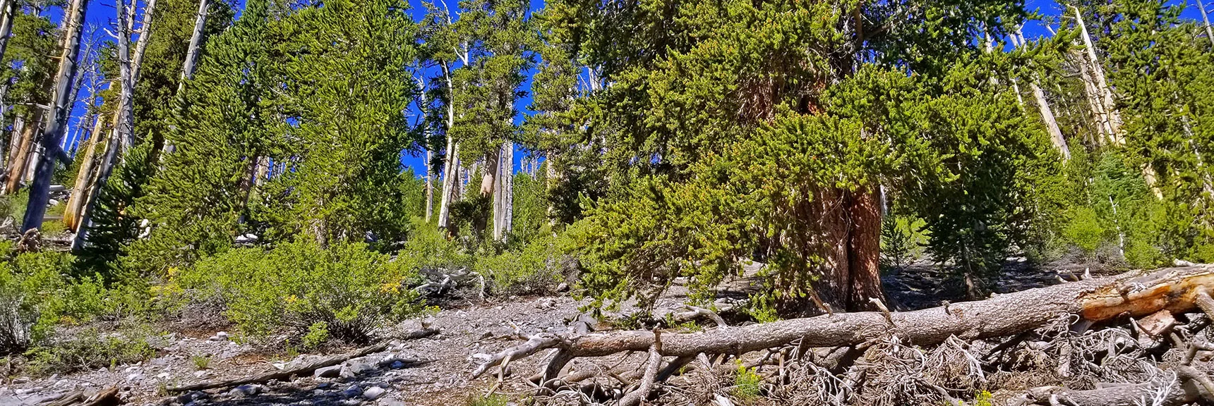 Horizon Ahead Marks Summit of Mummy's Knees | Grand Circuit Loop Cougar Ridge Trail, Mummy Mountain Knees | Mummy Mountain Toe | Mummy Springs | Raintree | Fletcher Peak | Mt Charleston Wilderness | Spring Mountains, Nevada