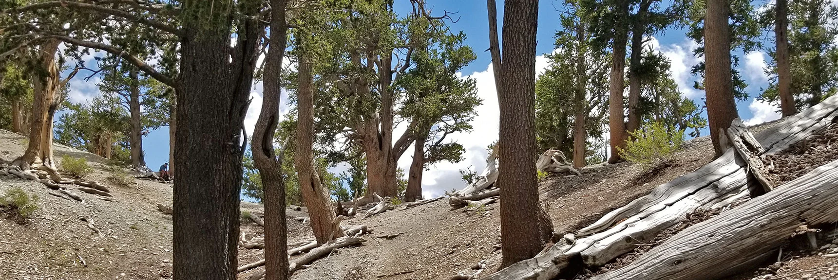 Back on Mummy Springs Trail Approaching Raintree (seen through forest). | Grand Circuit Loop Cougar Ridge Trail, Mummy Mountain Knees | Mummy Mountain Toe | Mummy Springs | Raintree | Fletcher Peak | Mt Charleston Wilderness | Spring Mountains, Nevada