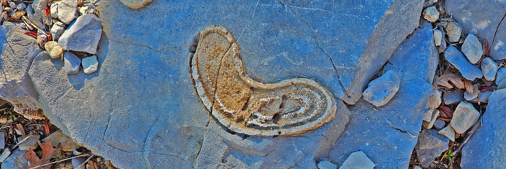More Fossils on the Burnt Peak Approach Ridge | Kyle Canyon Grand Crossing | Northern Half | La Madre Mountains Wilderness, Nevada