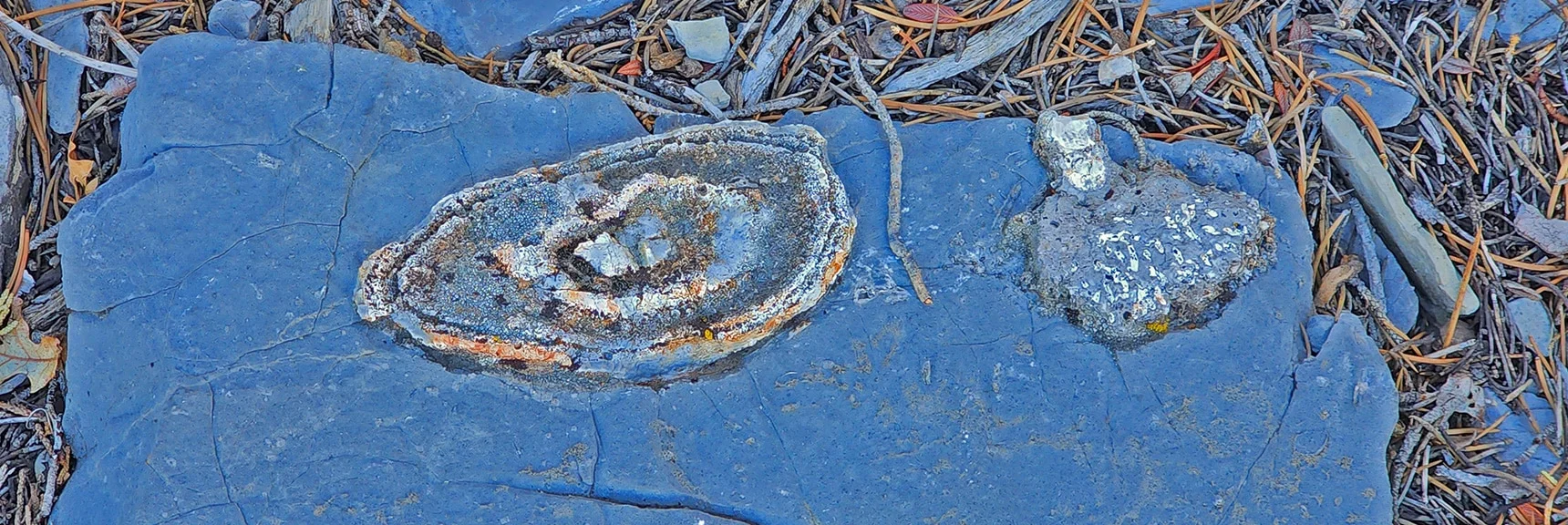 Fossils on the Burnt Peak Approach Ridge | Kyle Canyon Grand Crossing | Northern Half | La Madre Mountains Wilderness, Nevada