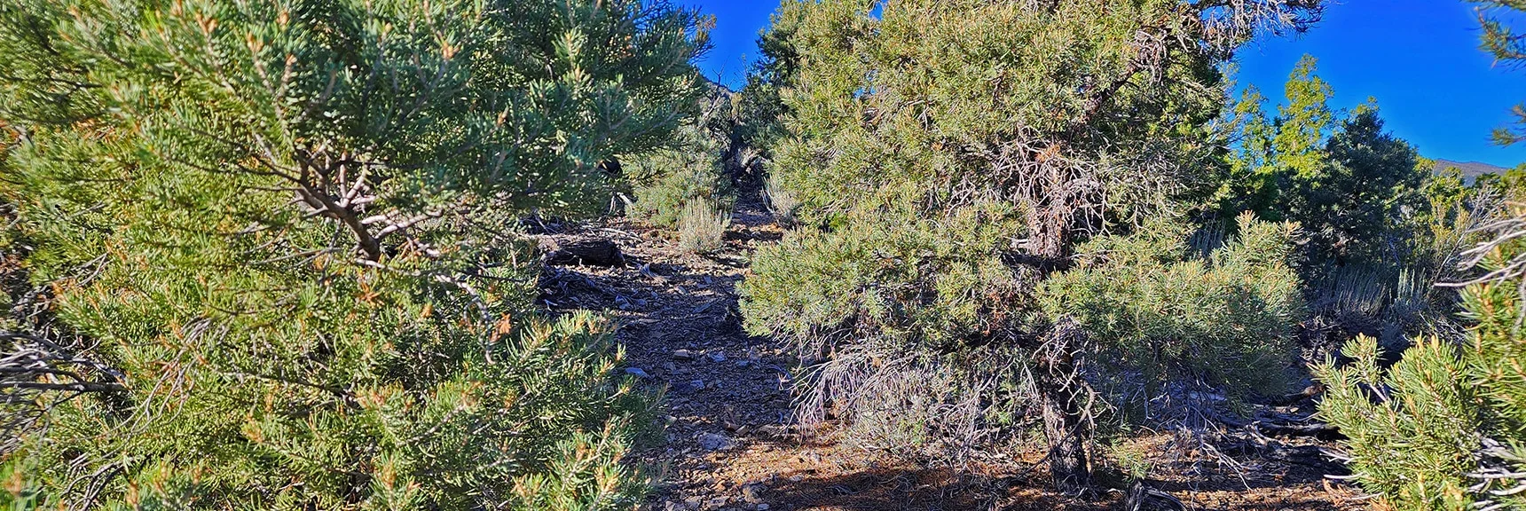 Weaving Through Brush While Ascending Burnt Peak Approach Ridge Beyond Top of 4WD Rd | Kyle Canyon Grand Crossing | Northern Half | La Madre Mountains Wilderness, Nevada