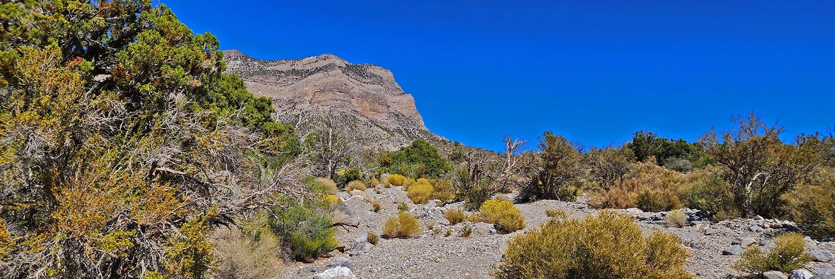 View Back Up Wash Toward El Padre Mountain | Kyle Canyon Grand Crossing | Southern Half | Red Rock Canyon National Conservation Area, Nevada