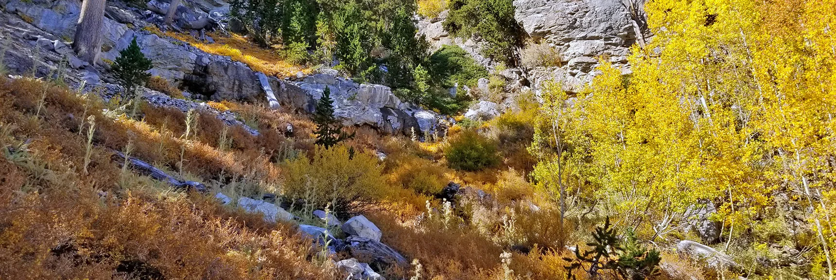 Mummy Springs / Cougar Ridge Loop | Mt Charleston Wilderness | Spring Mountains, Nevada