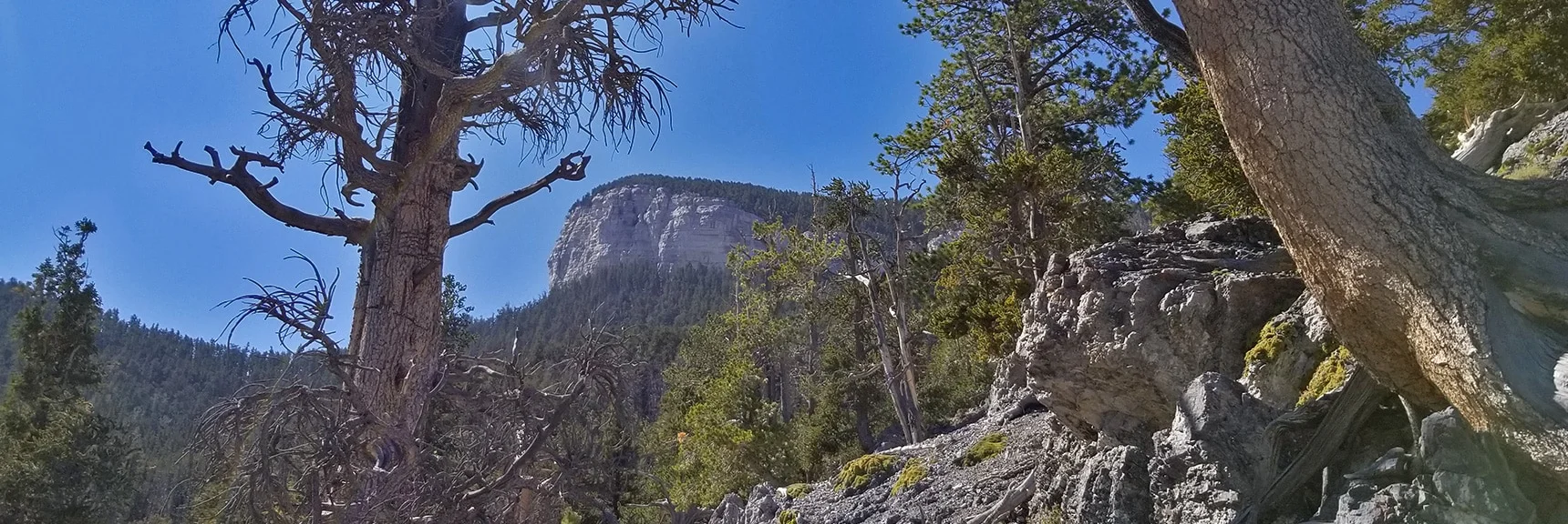 Mummy's Toe Viewed from Upper Cougar Ridge Trail | Mummy Springs Loop | Mt. Charleston Wilderness | Spring Mountains, Nevada
