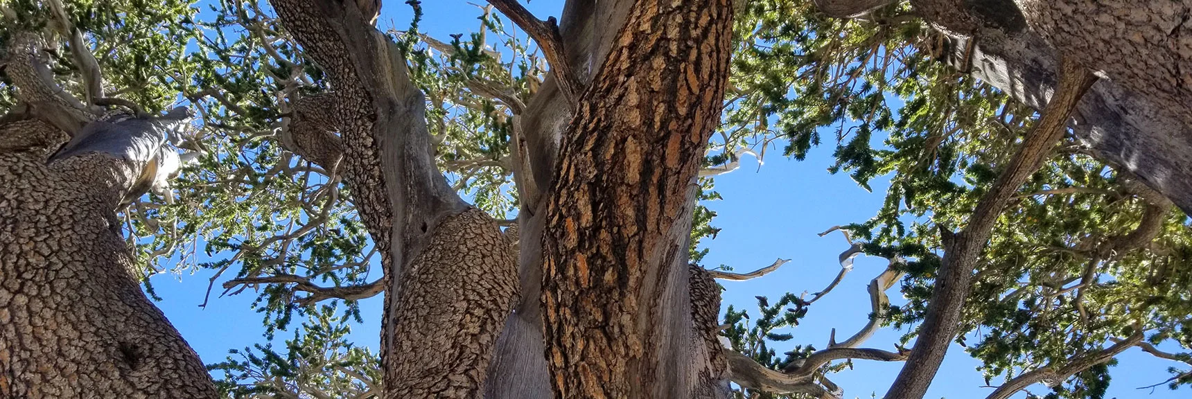 Raintree | Mt Charleston Wilderness | Spring Mountains, Nevada