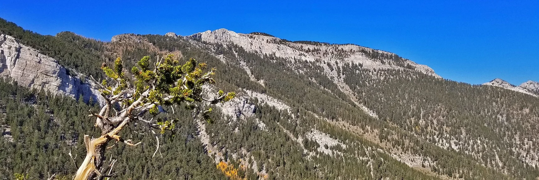 Mummy Springs (golden aspen) viewed from North Loop High Ridge | Mummy Springs Loop | Mt. Charleston Wilderness | Spring Mountains, Nevada