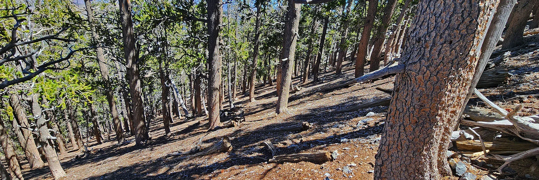 Now Descending Through Tree Band Toward East Descent Ridgeline. Steep, But Still a Walk! | Mummy’s Nose North Alpine Loop | Mt Charleston Wilderness, Nevada