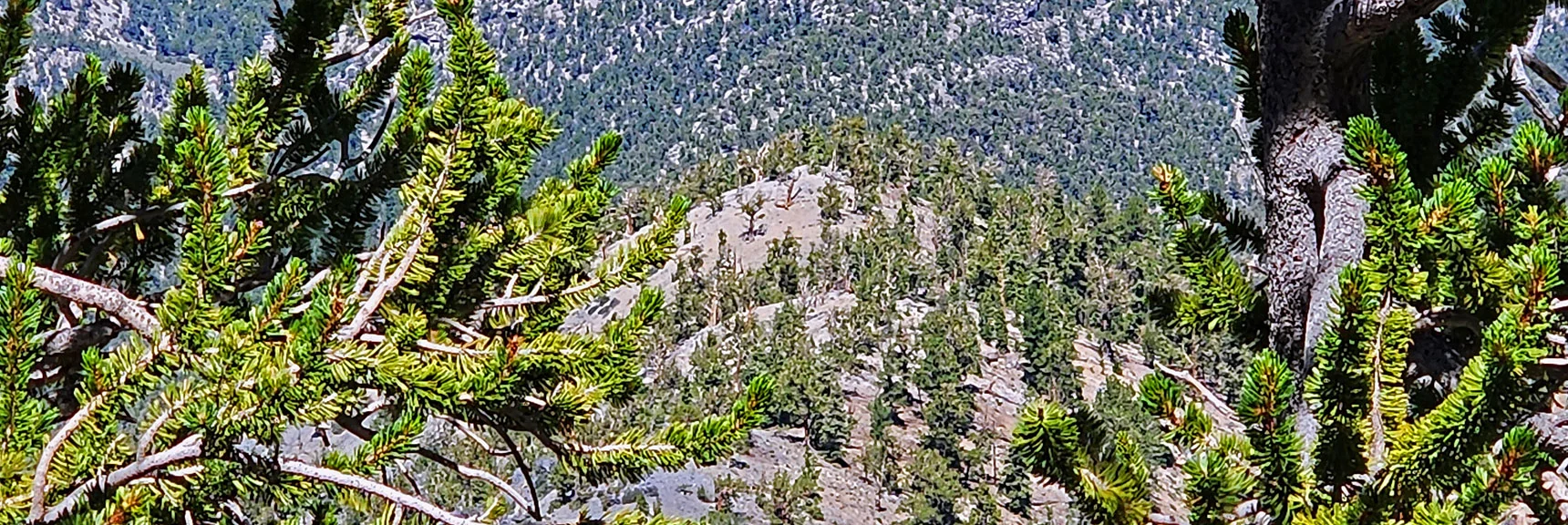 Descending Eastern Ridgeline, Returning to Trailhead Parking Area | Mummy’s Nose North Alpine Loop | Mt Charleston Wilderness, Nevada