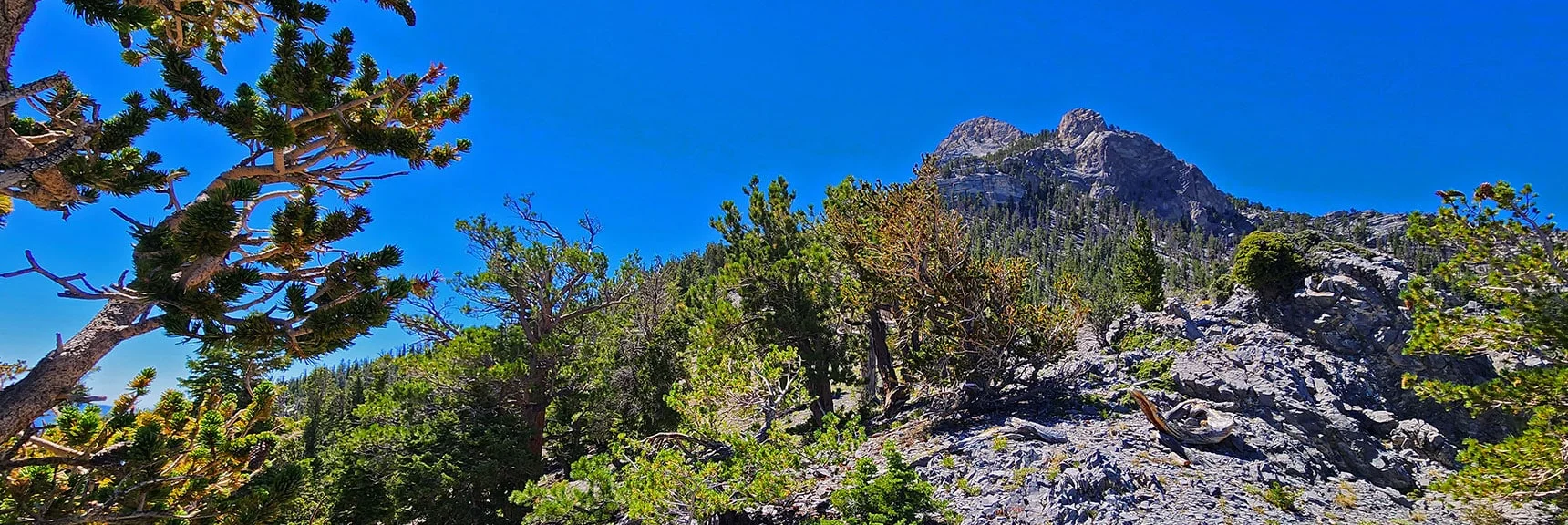 View Up Beautiful Western Alpine Ridge Toward Mummy's Nose. | Mummy’s Nose North Alpine Loop | Mt Charleston Wilderness, Nevada
