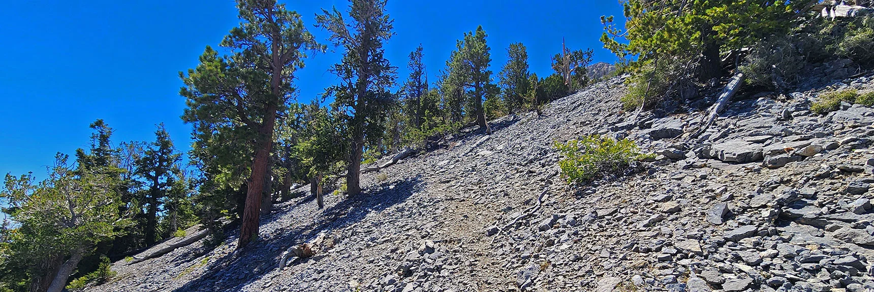 Faint Climber's Trail to Mummy's Nose Summit Appears on the Ridgeline. | Mummy’s Nose North Alpine Loop | Mt Charleston Wilderness, Nevada