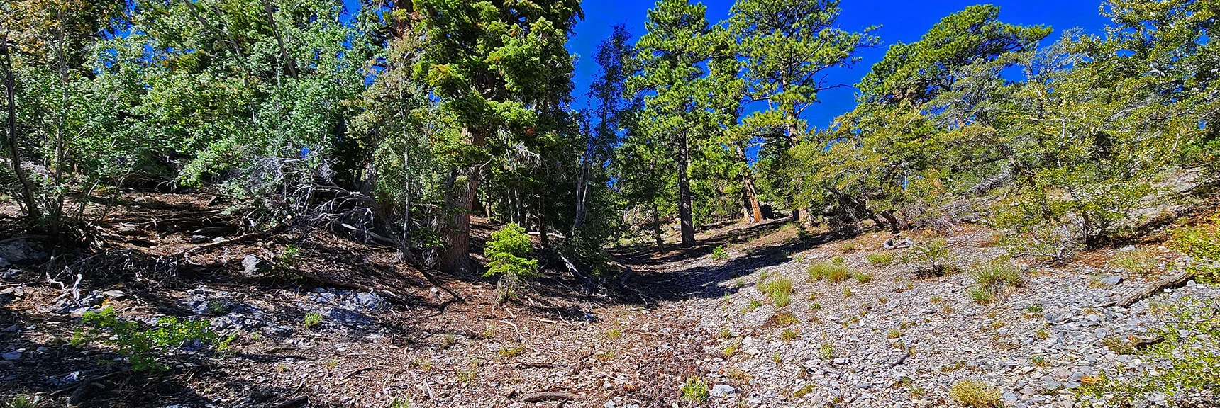 Circled Around West Ridge (to Right of Mummy's Nose), Ascended Backside Gully | Mummy’s Nose North Alpine Loop | Mt Charleston Wilderness, Nevada