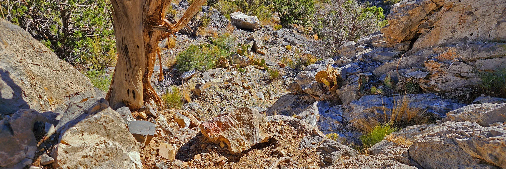 Looking Back Down Cliff Climb | Keystone Thrust West Summit Above White Rock Mountain | La Madre Mountains Wilderness, Nevada