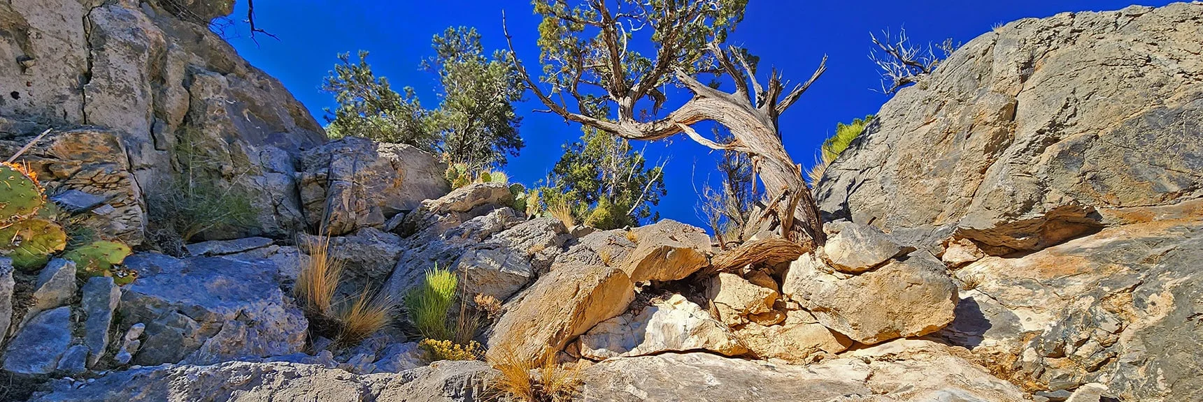 Topping the Cliff Climb | Keystone Thrust West Summit Above White Rock Mountain | La Madre Mountains Wilderness, Nevada