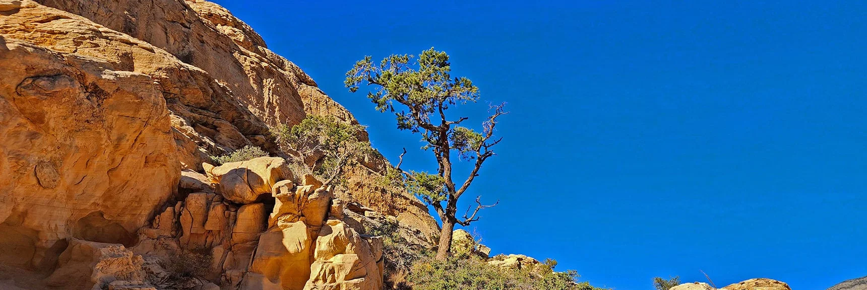 Loved the Bonsai Trees! Dunes Are 145-201.3 Million Years Old | Calico Tanks | Red Rock Canyon National Conservation Area, Nevada