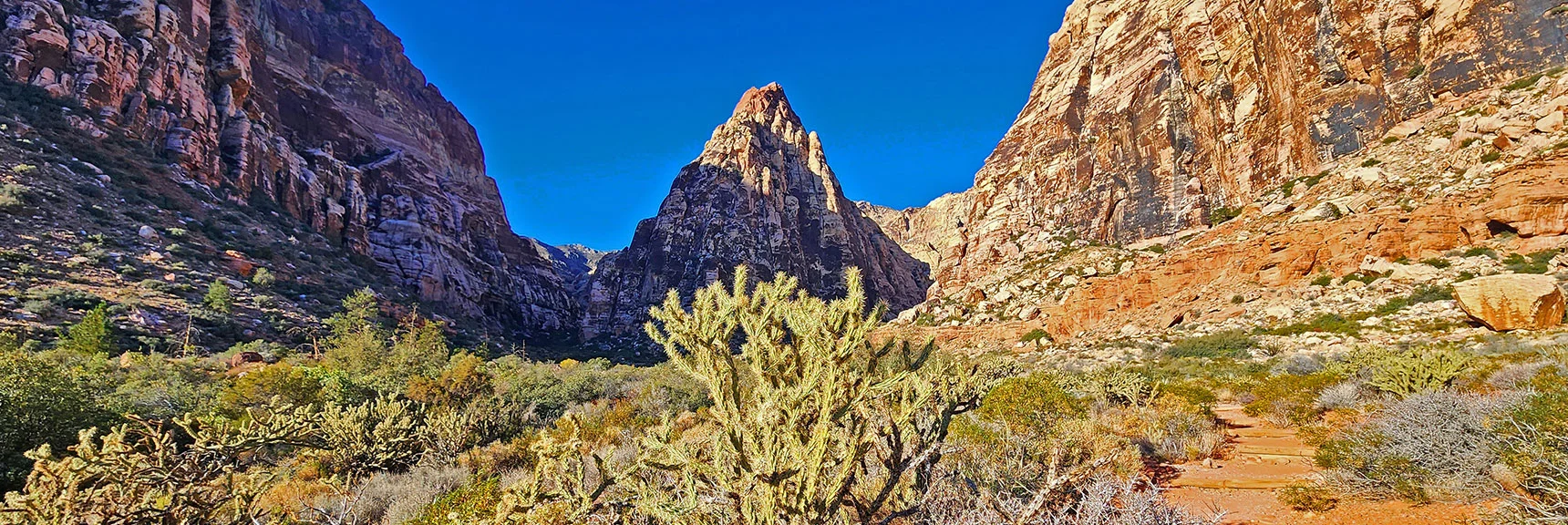 Large Variety of Plant Life Throughout Pine Creek Canyon. | Rock Climber Observations | Pine Creek Canyon | Rainbow Mountain Wilderness, Nevada