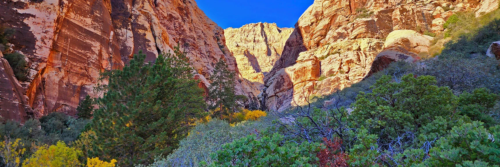 Beautiful Colorful Tree Line Weaves Through the Base of Pine Creek Canyon | Rock Climber Observations | Pine Creek Canyon | Rainbow Mountain Wilderness, Nevada