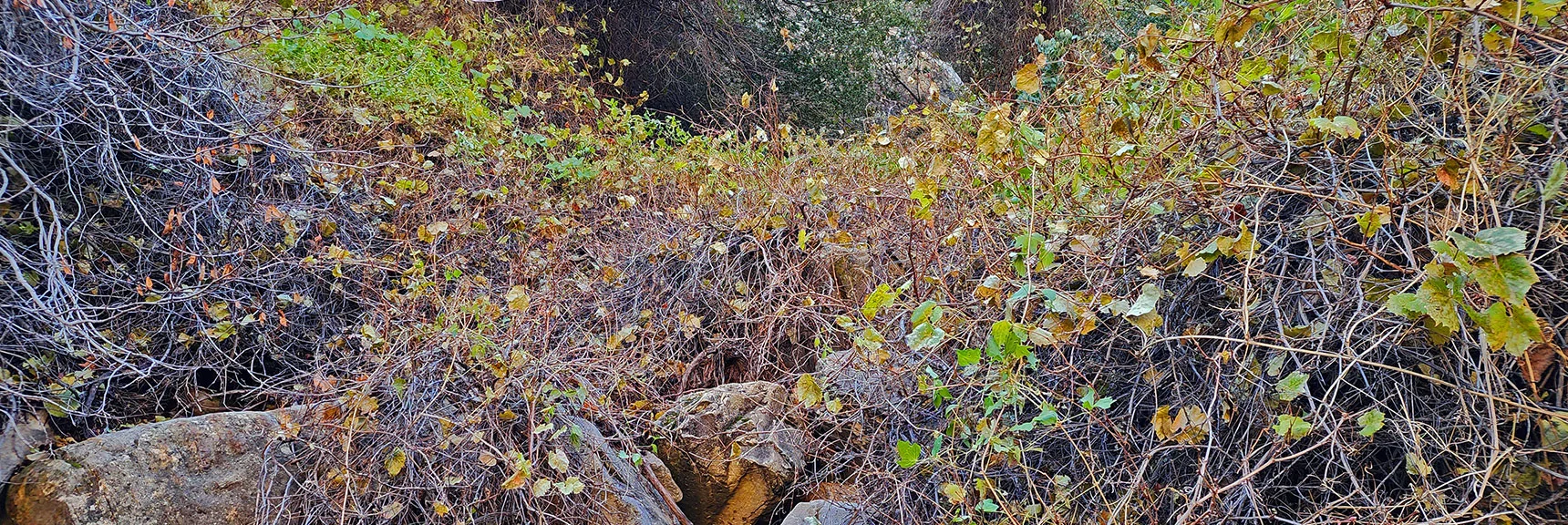 Surprisingly Huge Field of Grape Vines in the Canyon | Oak Creek Canyon North Branch Toward Rainbow Mountains Upper Crest Ridgeline | Rainbow Mountain Wilderness, Nevada