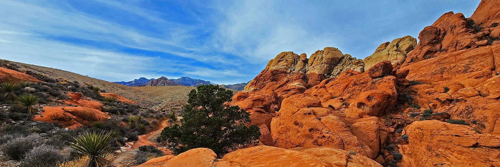 The Colors, Shapes and Bonsai-Like Plants Create a Photographer's Playground | Grand Circle Loop | Red Rock Canyon National Conservation Area, Nevada
