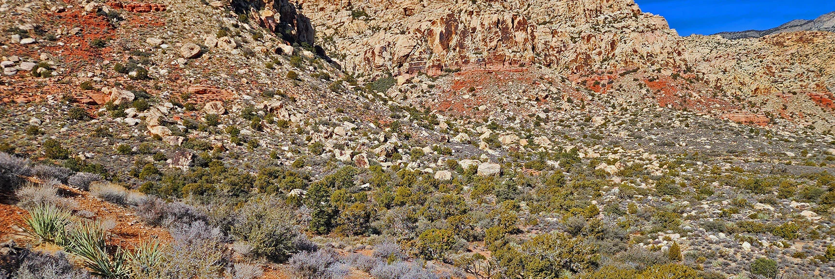 Dramatic Change in Vegetation at Southern Base of White Rock Mountain | Grand Circle Loop | Red Rock Canyon National Conservation Area, Nevada