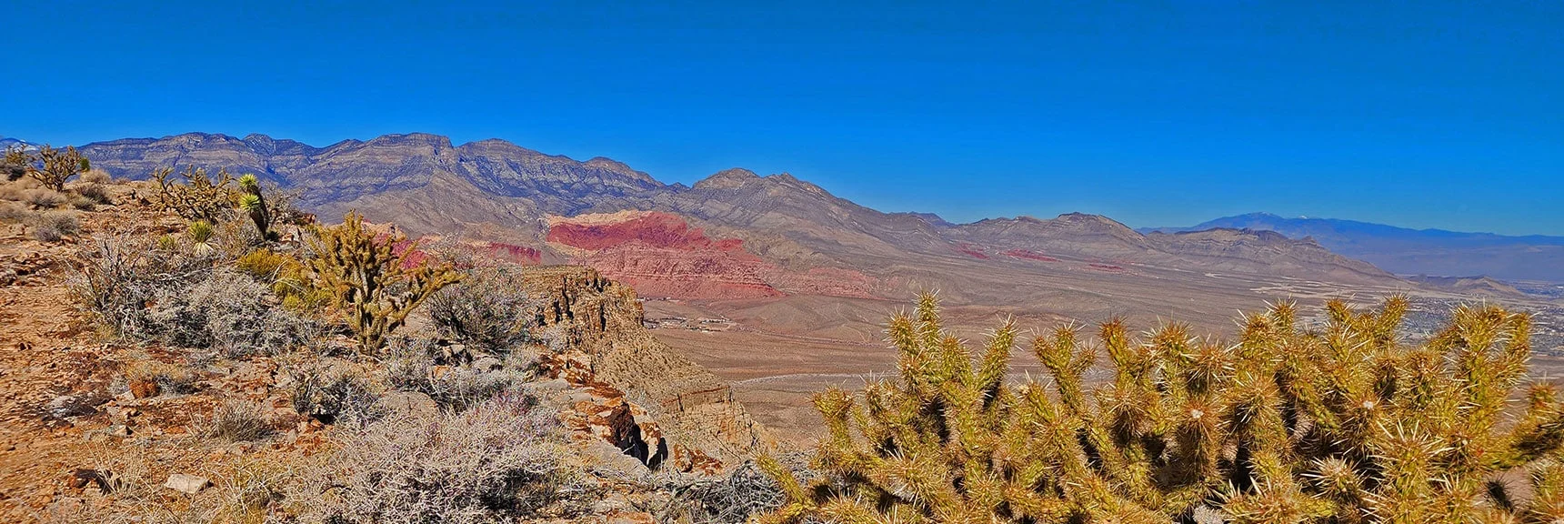 Keystone Thrust Cliffs to North. Large Sprawling Ridgeline Cactus Plants | Eastern Outer Circuit | Blue Diamond Hill | Red Rock Canyon, Nevada