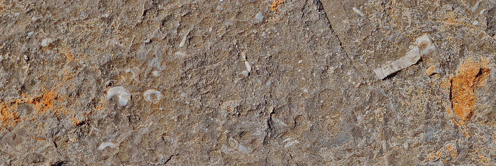 More Fossils on the Upper Eastern Ridge | Eastern Outer Circuit | Blue Diamond Hill | Red Rock Canyon, Nevada