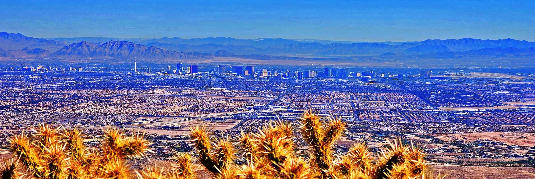 Las Vegas Strip Background to Slow-Growing Ridgeline Cactus | Eastern Outer Circuit | Blue Diamond Hill | Red Rock Canyon, Nevada