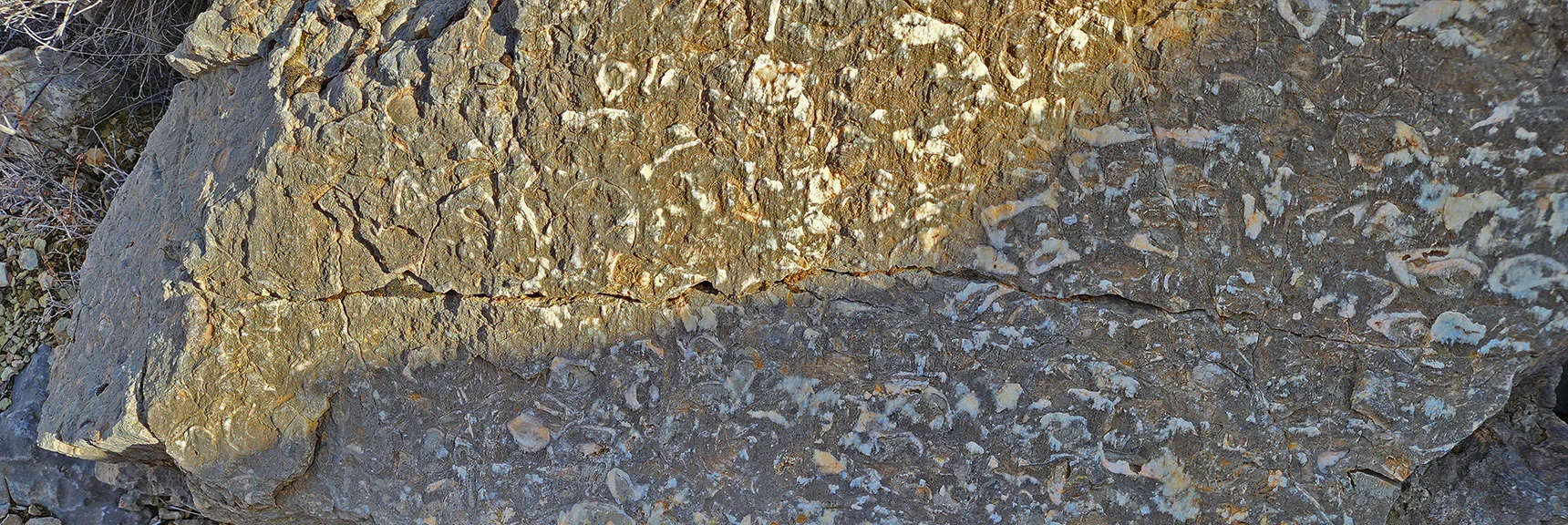 More Fossil Shells | Western Outer Circuit | Blue Diamond Hill | Red Rock Canyon, Nevada
