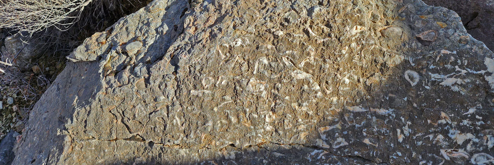 Fossil Discoveries During the Ridgeline Descent | Western Outer Circuit | Blue Diamond Hill | Red Rock Canyon, Nevada