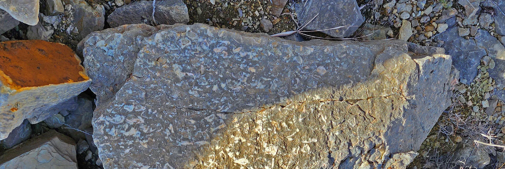 Fossil Discoveries During the Ridgeline Descent | Western Outer Circuit | Blue Diamond Hill | Red Rock Canyon, Nevada