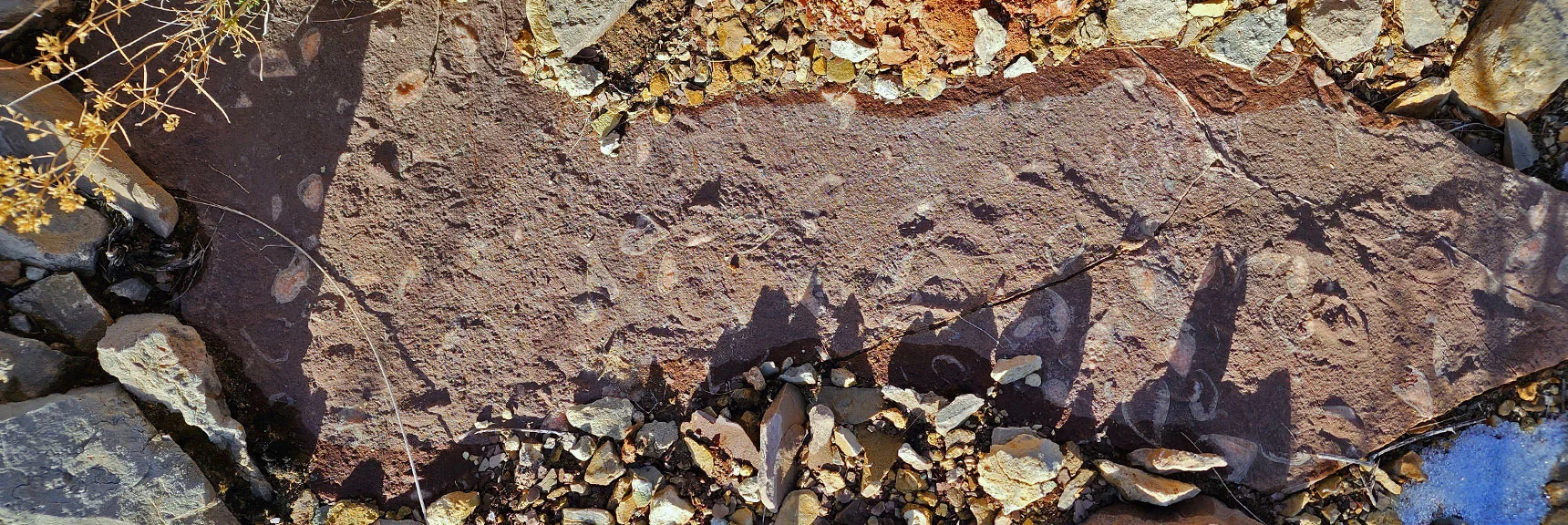 Fossil Discoveries During the Ridgeline Descent | Western Outer Circuit | Blue Diamond Hill | Red Rock Canyon, Nevada