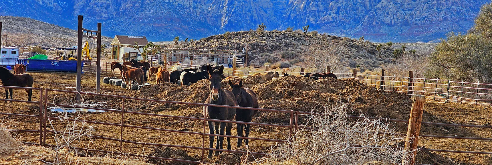 We've Been Waiting for You! | Western Outer Circuit | Blue Diamond Hill | Red Rock Canyon, Nevada
