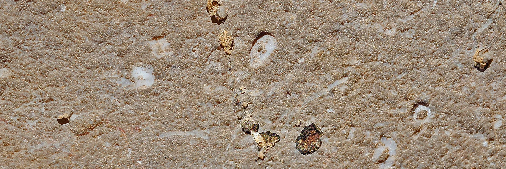Can You Identify These Ancient Sea Creatures? Now Over 4,500ft Elevation. | Western Trails and Ridges | Blue Diamond Hill | Red Rock Canyon, Nevada