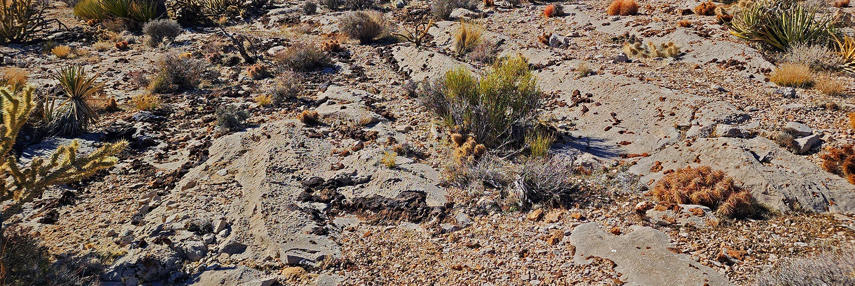 Ground Here Possibly Formed by Ancient Wave Action. Many Fossils. | Western Trails and Ridges | Blue Diamond Hill | Red Rock Canyon, Nevada
