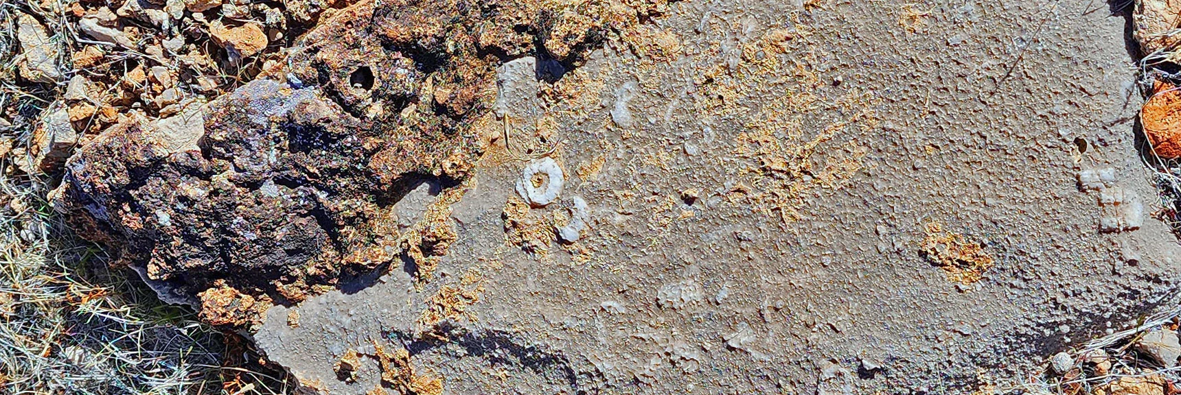 Rocks of Either Side of the Bunny Trail Are Embedded with Fossils. | Western Trails and Ridges | Blue Diamond Hill | Red Rock Canyon, Nevada