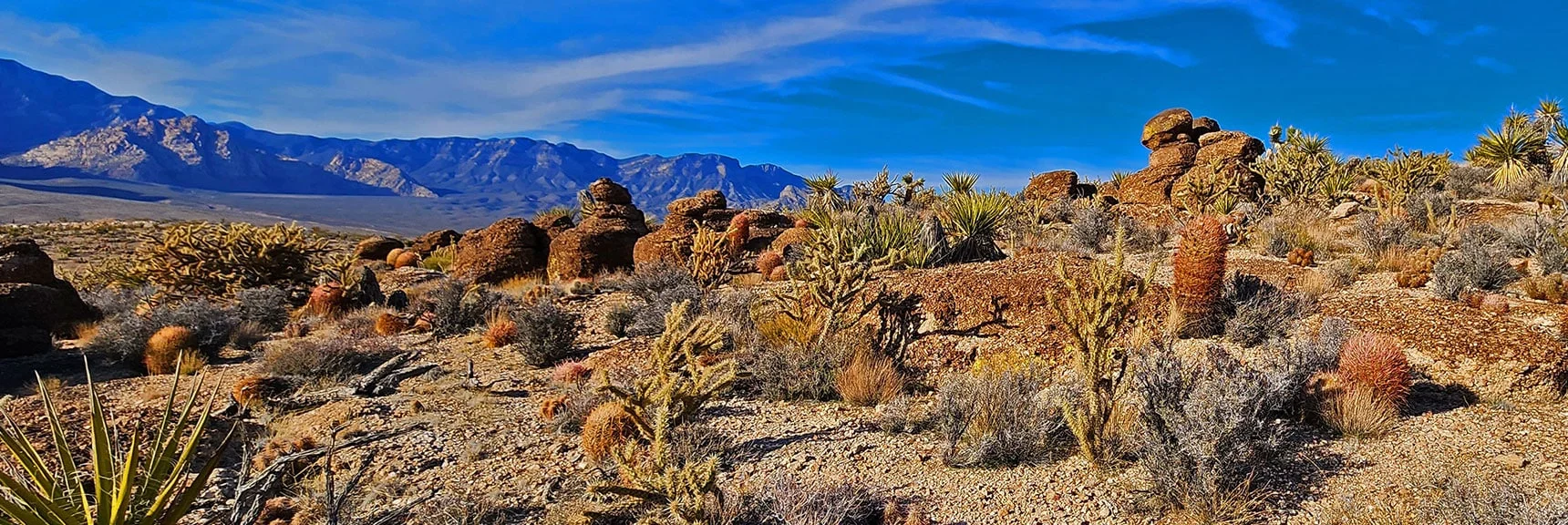 Incredible Combination of Pillars and Desert Garden | Western Trails and Ridges | Blue Diamond Hill | Red Rock Canyon, Nevada