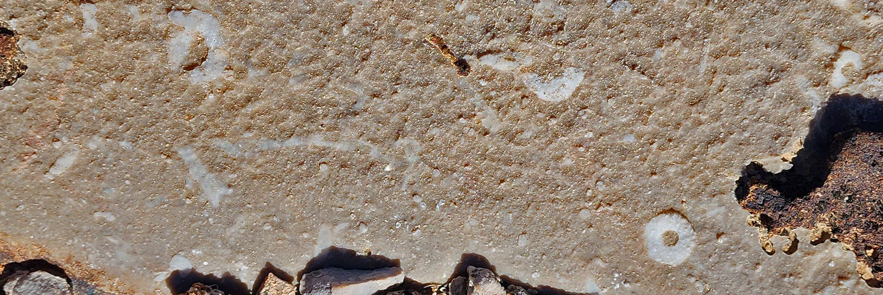 More Ancient Fossils Along the Bunny Trail | Western Trails and Ridges | Blue Diamond Hill | Red Rock Canyon, Nevada