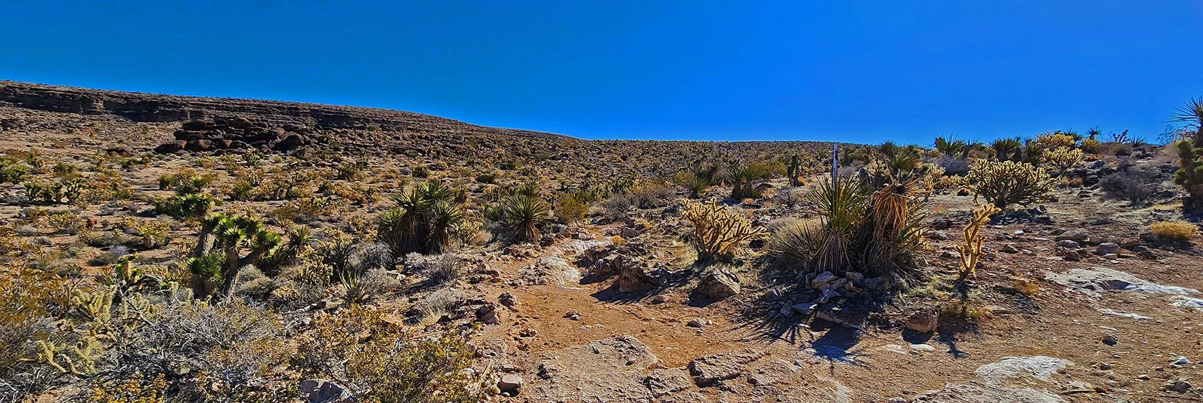 Continuing Desert Garden Landscape, Fossils All Around | Western Trails and Ridges | Blue Diamond Hill | Red Rock Canyon, Nevada