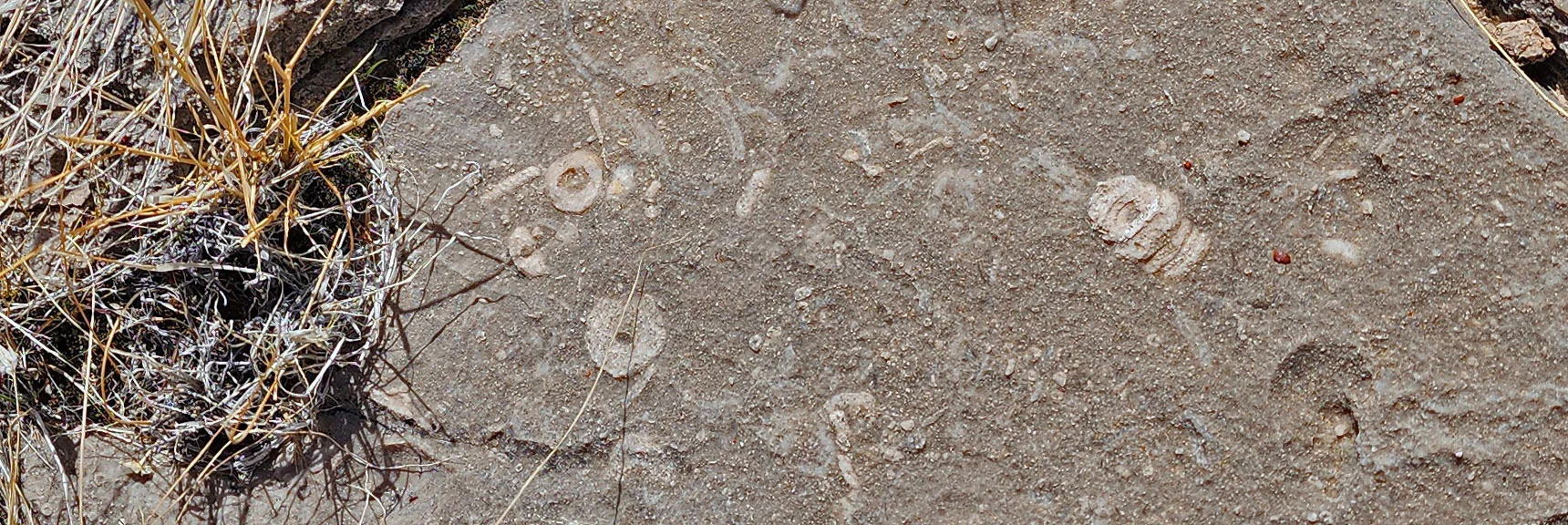 Fossils Continue Along First Finger Ridge Trail | Western Trails and Ridges | Blue Diamond Hill | Red Rock Canyon, Nevada