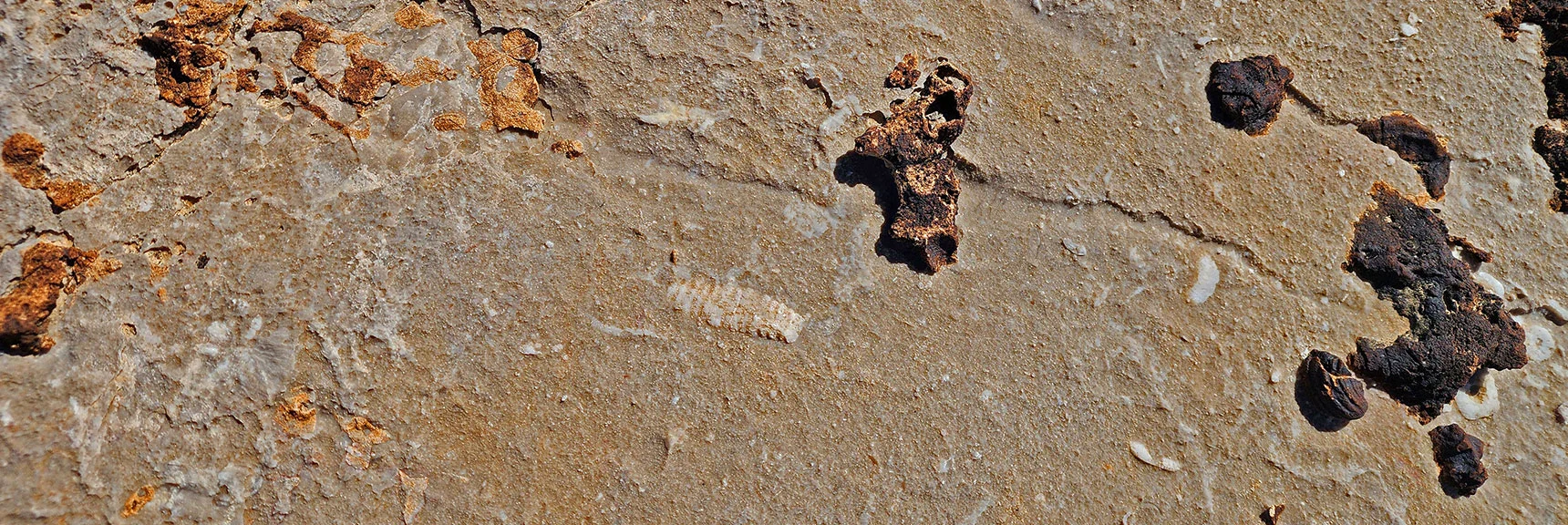More Ancient Fossils in That Wave-like Area | Western Trails and Ridges | Blue Diamond Hill | Red Rock Canyon, Nevada
