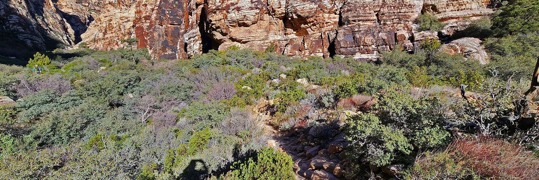Brush Thickens, Trail Narrows Through Canyon Opening | Ice Box Canyon | Red Rock Canyon NCA, Nevada | Las Vegas Area Trails | David Smith