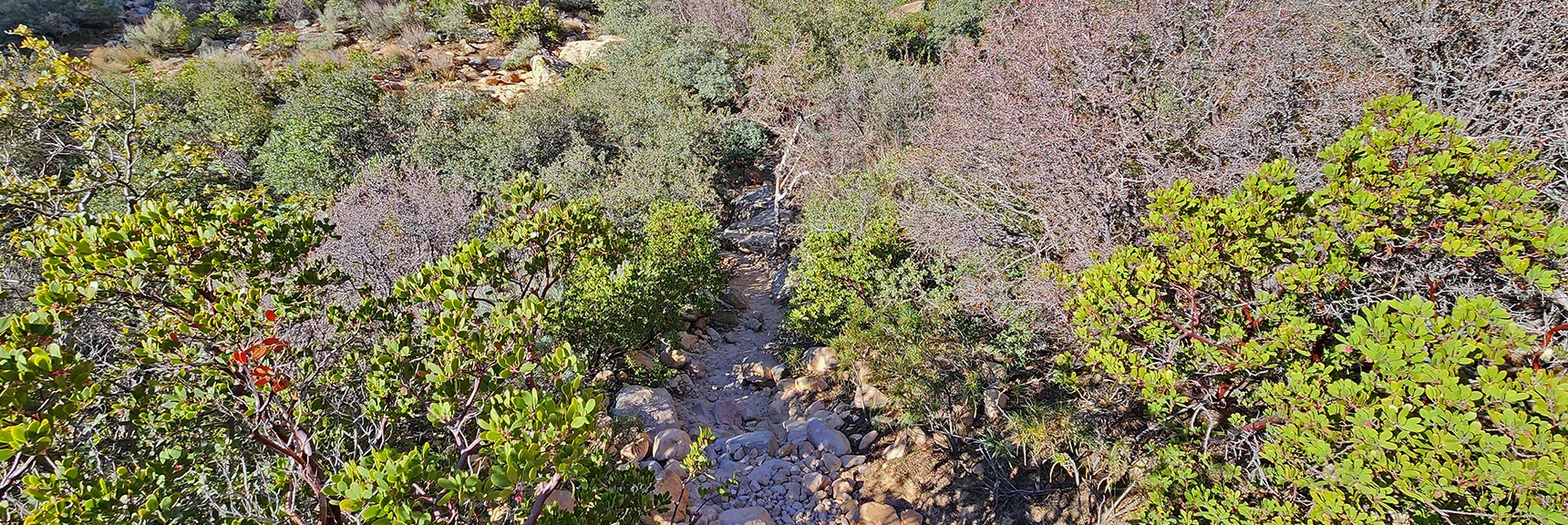 Brush is a Major Challenge in Rainbow Mountains Western Base Canyons | Ice Box Canyon | Red Rock Canyon NCA, Nevada | Las Vegas Area Trails | David Smith
