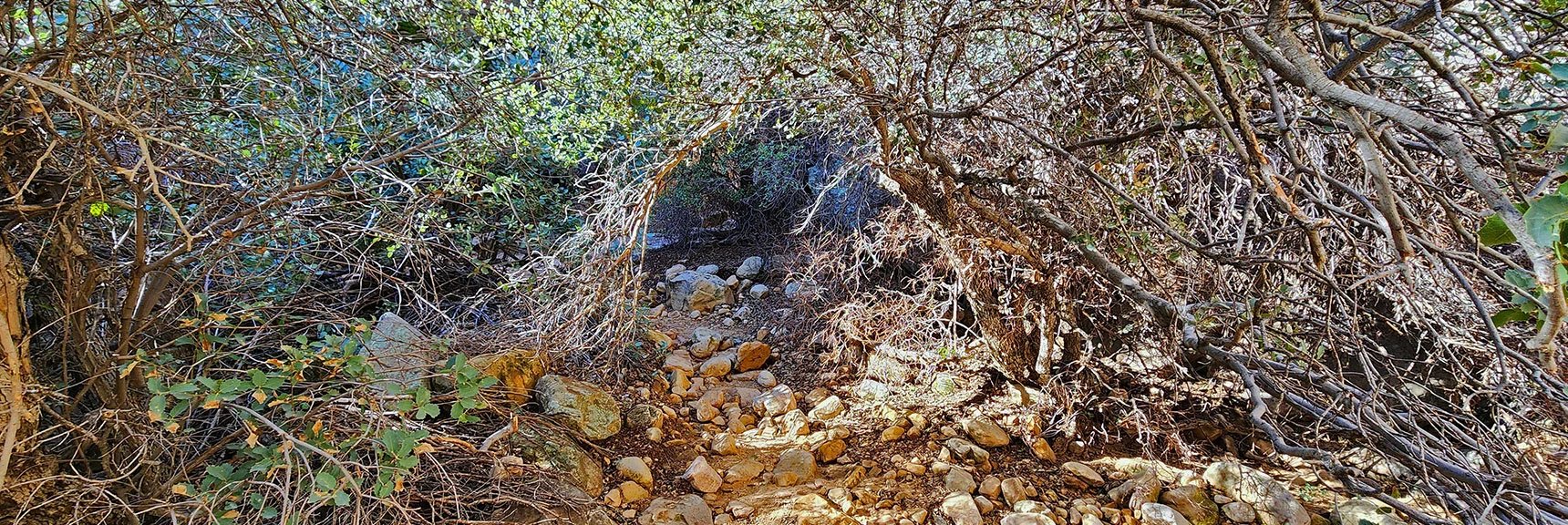Another Brush Tunnel. Much Thicker. Impenetrable Brush Walls on Either Side Ice Box Canyon | Red Rock Canyon NCA, Nevada | Las Vegas Area Trails | David Smith